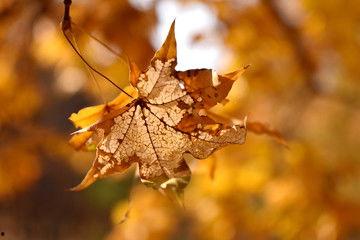 叶知秋资料,探寻文学与人生的交织之旅